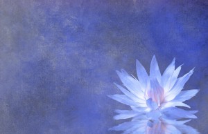 Lotus Blossom Textured Background