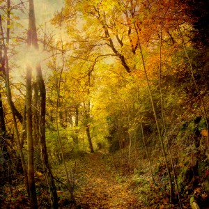 enchanted forest path